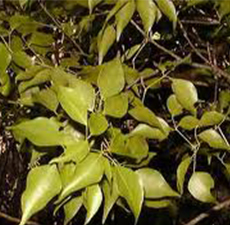 Sandalwood West Indies Oil